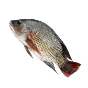 Tilapia Fish